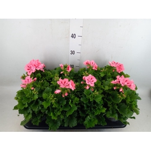 Pelargonium gran.   ..