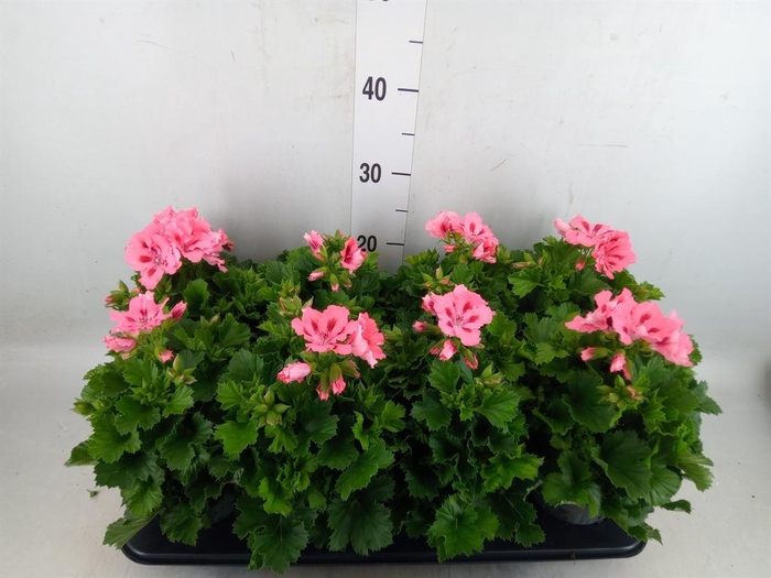 <h4>Pelargonium gran.   ..</h4>