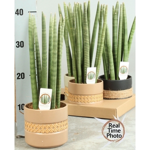 SANSEV CYLINDRICA OV