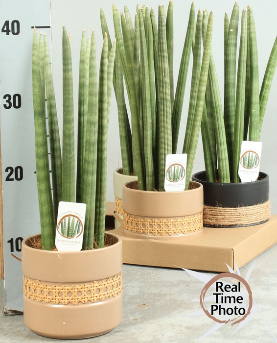 <h4>SANSEV CYLINDRICA OV</h4>