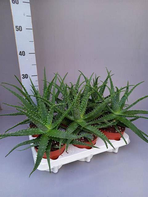 <h4>ALOE ARBORESCENS</h4>
