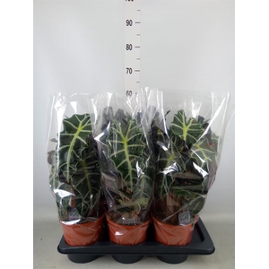 Alocasia amazonica 'Polly'