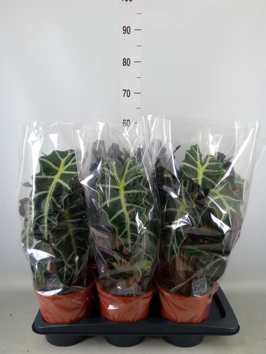 <h4>Alocasia amazonica 'Polly'</h4>