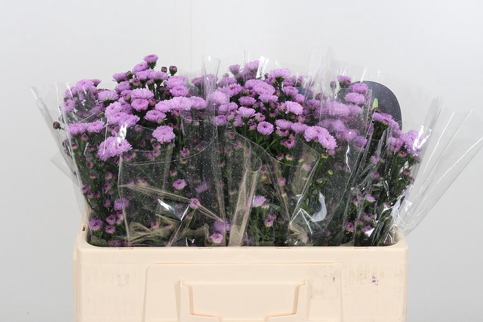 <h4>Ast Nb Do Da Pink</h4>