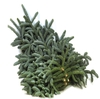 Abies nobilis hvid snor 5 kg - GP