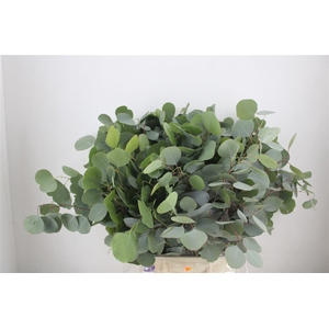 Euca Populus 300gr P Bunch