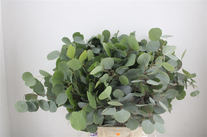 <h4>Euca Populus 300gr P Bunch</h4>