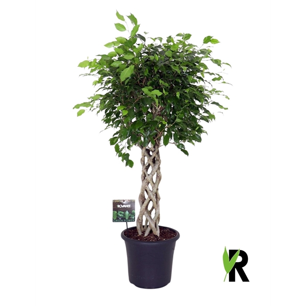 <h4>Ficus benj. Exotica gevlochten cilinder</h4>