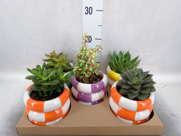 <h4>Succulents   ...</h4>