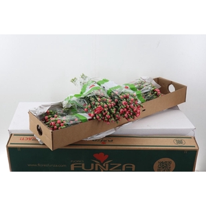 Di Tr Miss Trendy  x20