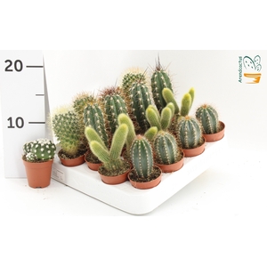 CACTUS GEM
