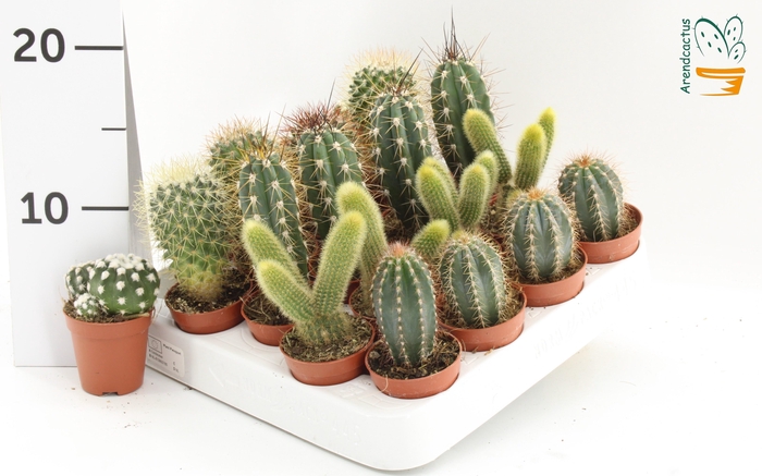 <h4>CACTUS GEM</h4>