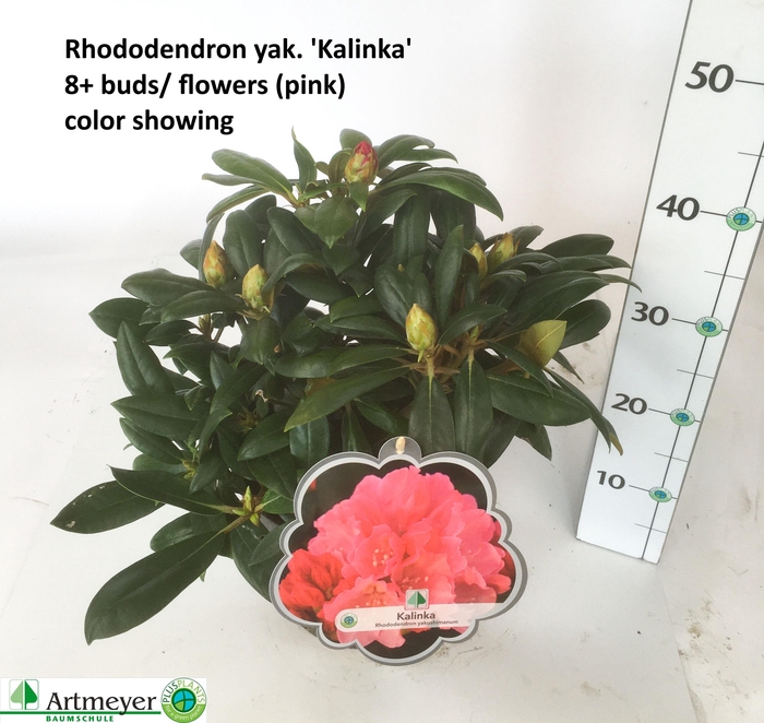 <h4>RHOD YA KALINKA</h4>