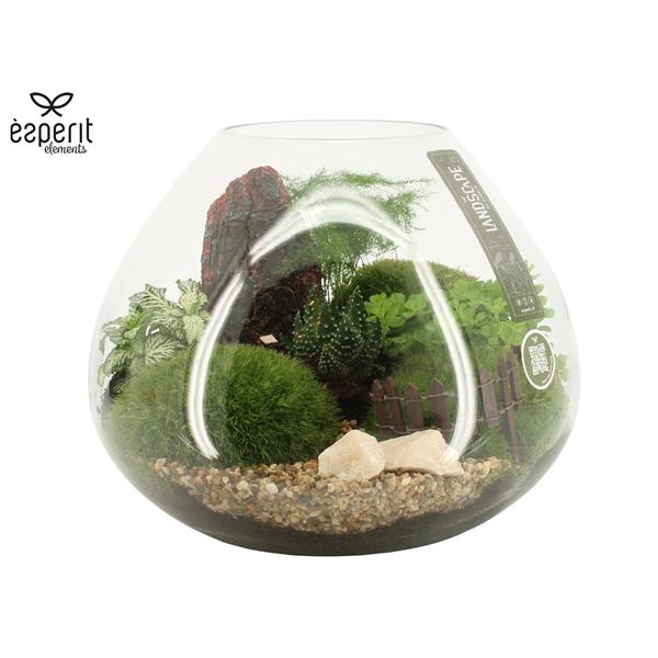 <h4>Arrangementen kamerplanten H%</h4>