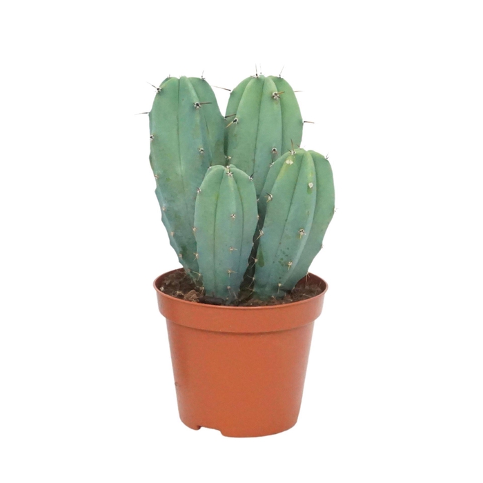 <h4>Cereus</h4>
