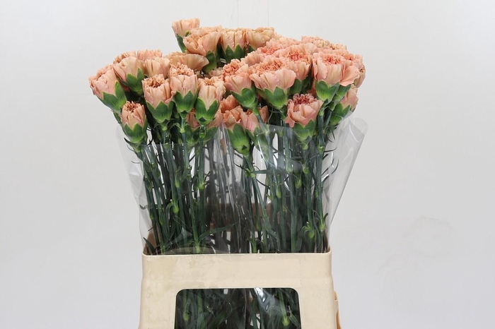 <h4>Dianthus St Honey</h4>