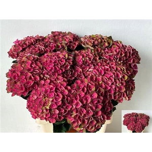 Hydr M Mag Charlotte 65cm