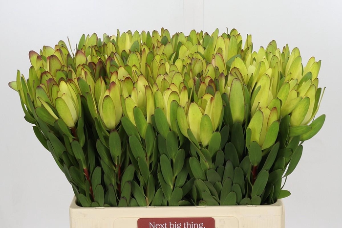 <h4>Leucadendron Goldstrike</h4>