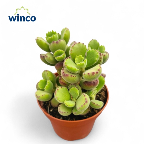 <h4>Cotyledon Ladysmithiensis</h4>