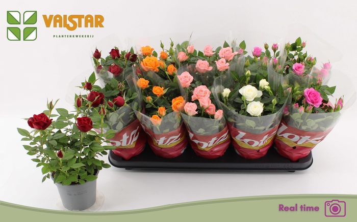 <h4>RO LOTZ OF GEM 5 KL</h4>