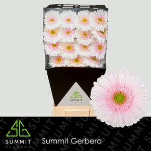 Gerbera Michelle Diamond