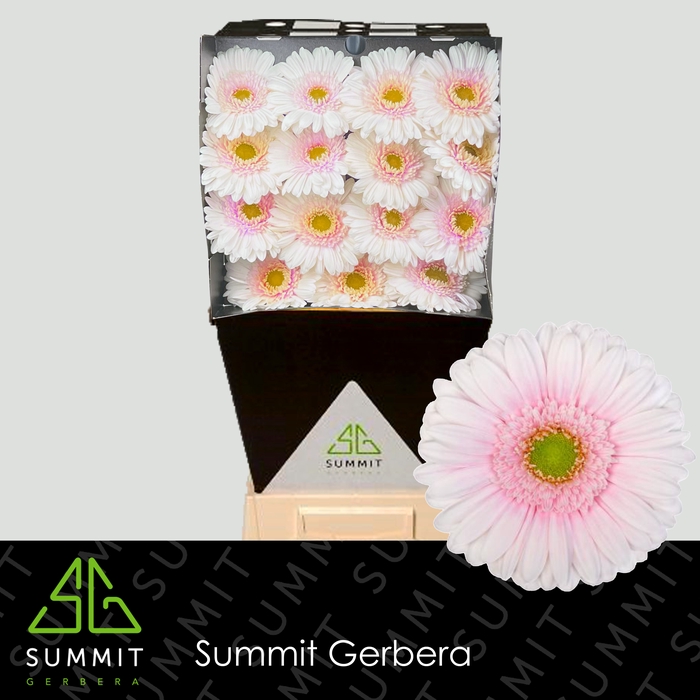<h4>Gerbera Michelle Diamond per kaart</h4>