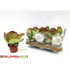 KALANCHOE THYRSIFL