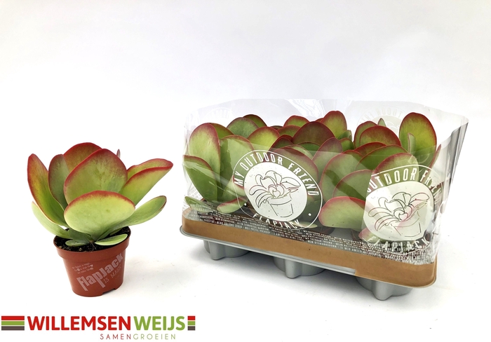 <h4>KALANCHOE THYRSIFL</h4>