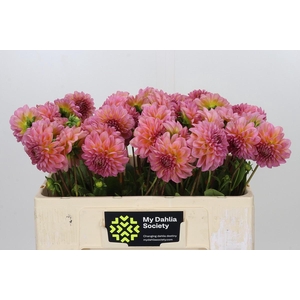 Dahlia Pink Runner