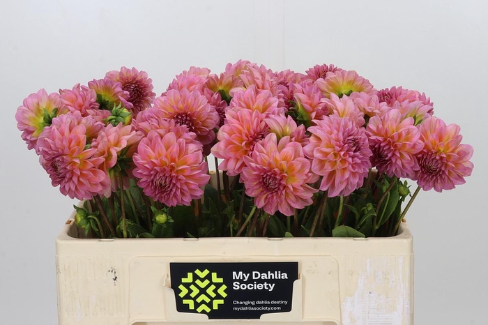 <h4>Dahlia Pink Runner</h4>
