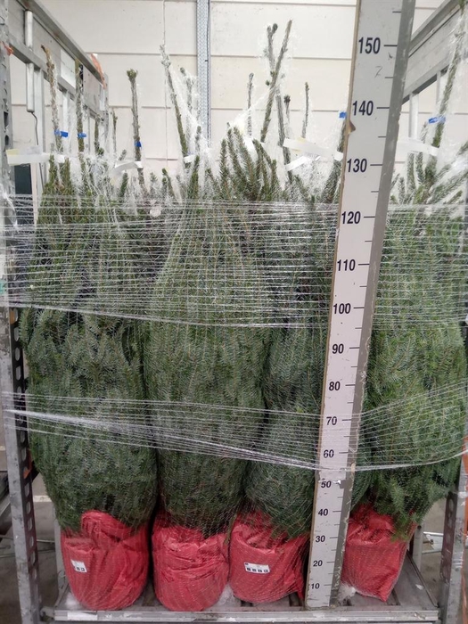 <h4>Picea omorika</h4>