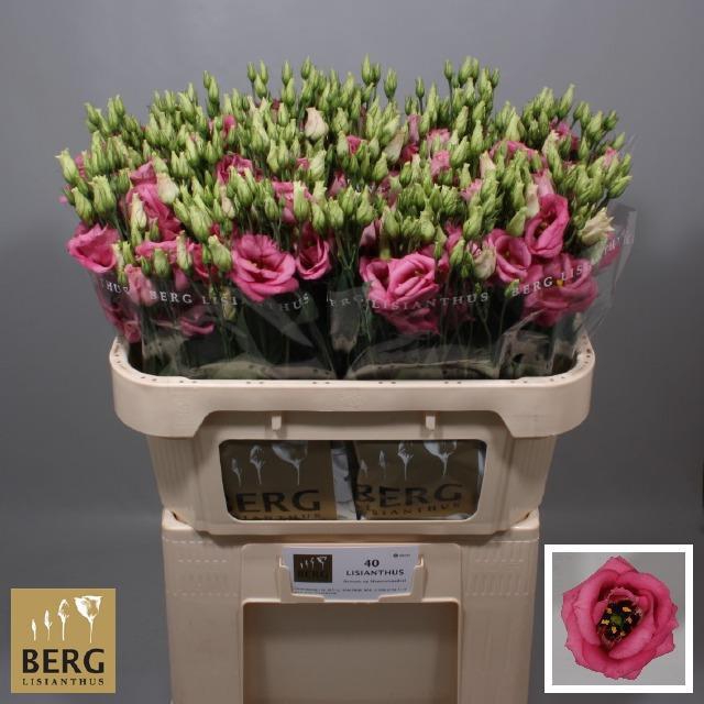 EUS G ROSI HOT PINK