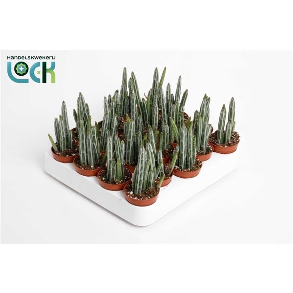 <h4>Stapelia Stapeliiformis</h4>