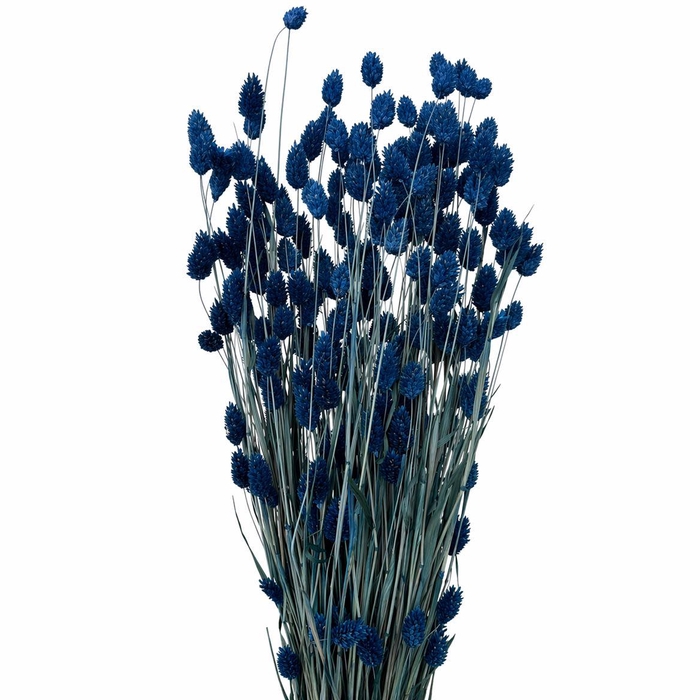 <h4>Dried Phalaris X5 Dark Blue Bunch</h4>