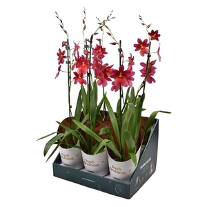 Cambria 'Nelly Isler' rood 1 tak 12 cm in Bush Brothers showdoos met potcover