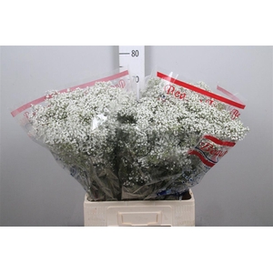 Gyps Pa Million Star