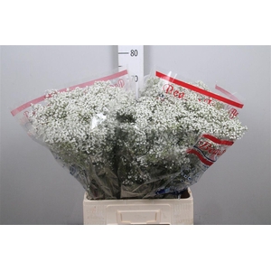 Gyps Pa Million Star