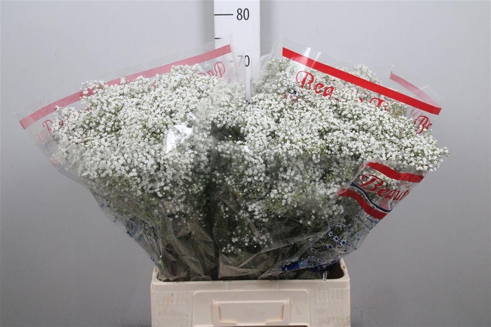 <h4>Gyps Pa Million Star</h4>