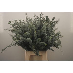 Euc Baby Blue Per Bunch Za Spray 200 Gram