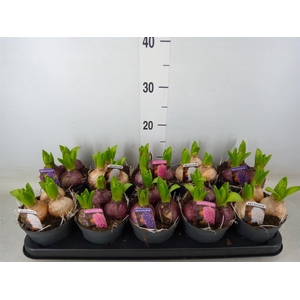 Hyacinthus orie. 'Pearl'  ...mix  3