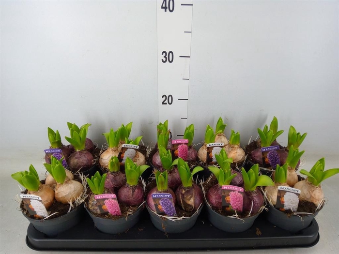 <h4>Hyacinthus orie. 'Pearl'  ...mix  3</h4>