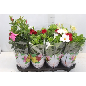 DIPLADENIA P15