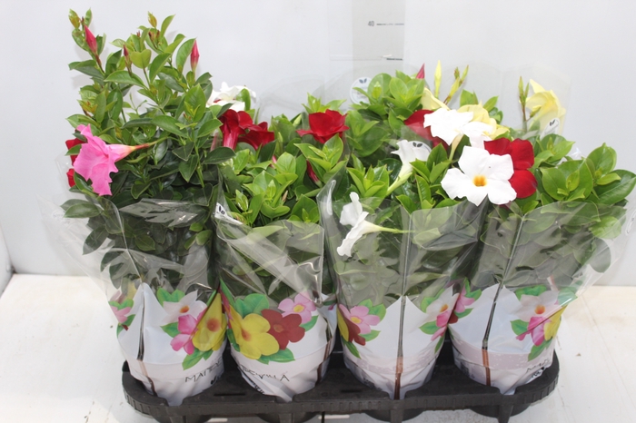 <h4>DIPLADENIA P15</h4>