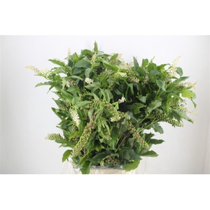 Carbouzijn Berry P Bunch