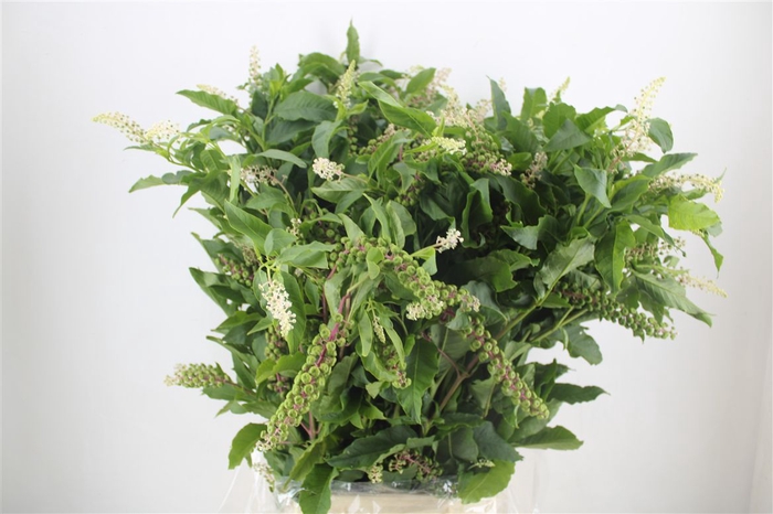 <h4>Carbouzijn Berry P Bunch</h4>