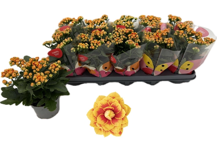 <h4>KAL GE MF LAUSANNE</h4>