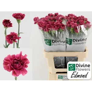 Dianthus ST 'Edmond'