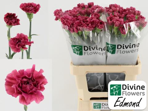<h4>Dianthus ST 'Edmond'</h4>