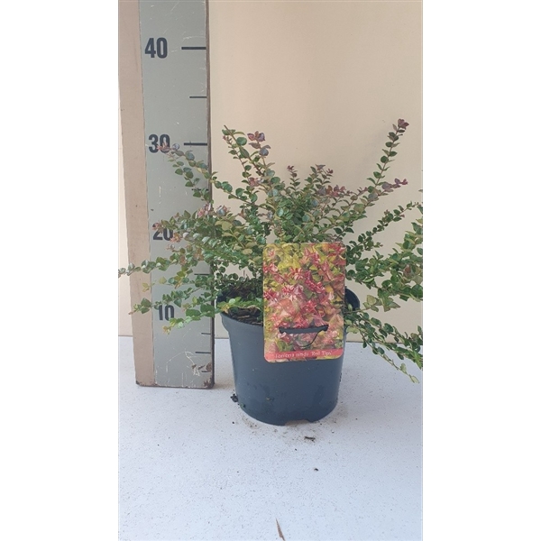 <h4>Lonicera nitida 'Red Tips'</h4>