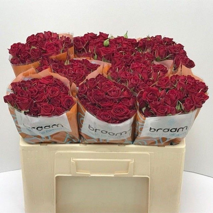 <h4>Rosa spray rubicon</h4>